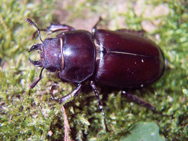 Lucanus tetraodon